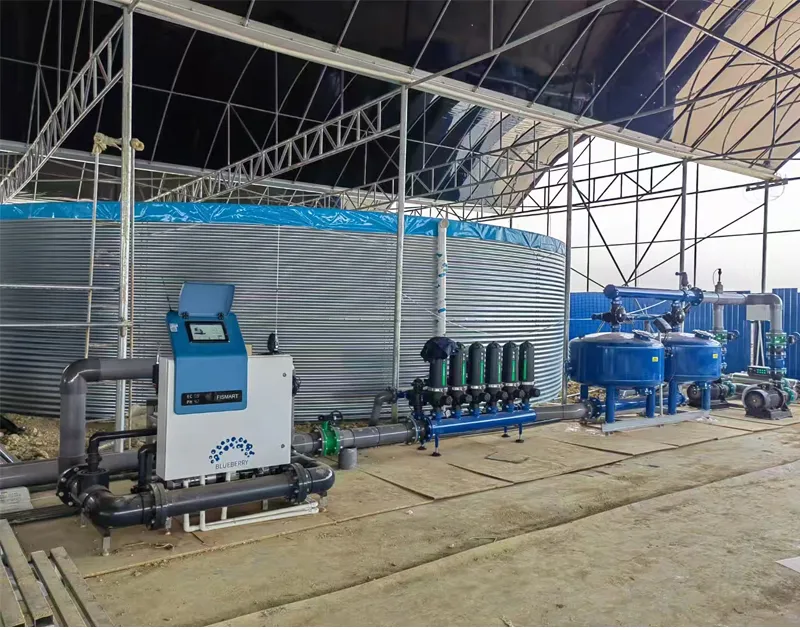 Tsina Yunnan Blueberry Substrate Cultivation Project