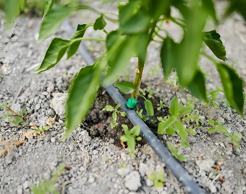 DRIP IRRIGATION SYSTEM